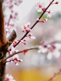 全網首發：櫻花油菜花同框，3.13實拍