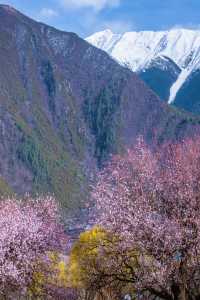 林芝桃花遊玩攻略，錯過又要等一年