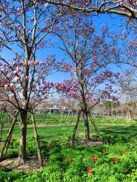 這個春天千萬別錯過清涼山公園的櫻花，快來赴一場春日之約吧