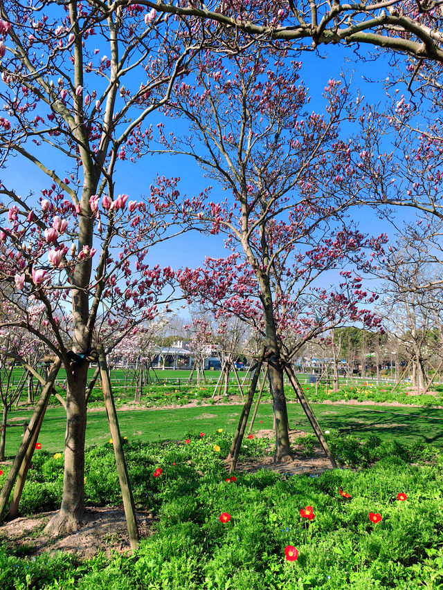 這個春天千萬別錯過清涼山公園的櫻花，快來赴一場春日之約吧