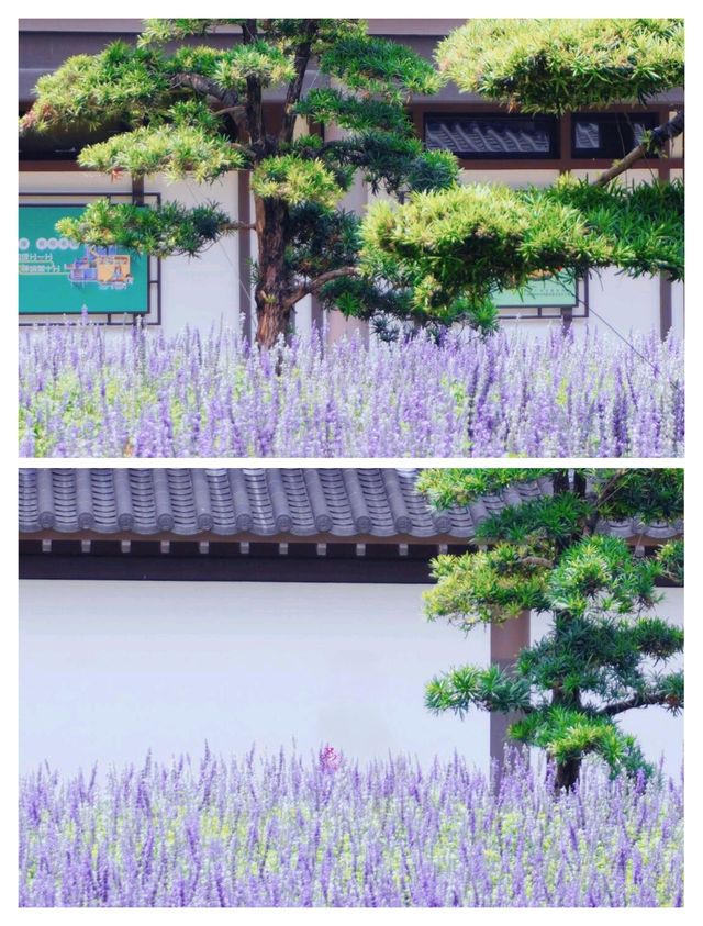廣州竟然藏著現實版莫奈花園，美到失語！