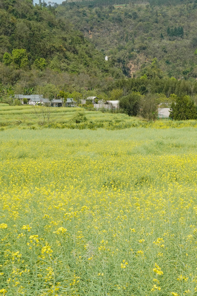 折疊時空的黃金勝景｜羅平油菜花經典路線