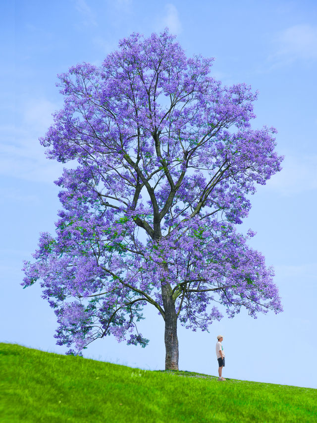 成都地鐵直達嘅藍花楹即將心動萬萬次！