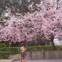 🌸藏在名古屋城邊的春日浪漫！名城公園賞櫻&打卡指南✨