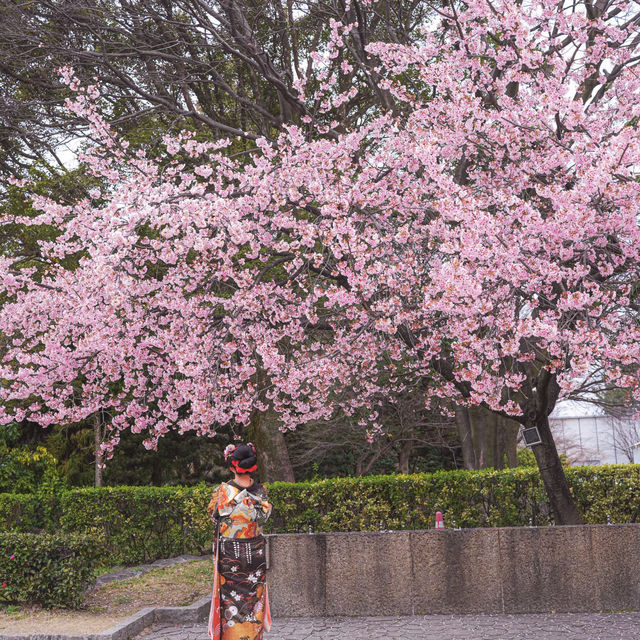 🌸藏在名古屋城邊的春日浪漫！名城公園賞櫻&打卡指南✨