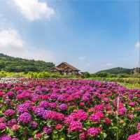 初夏台灣旅行必去的浪漫繡球花田