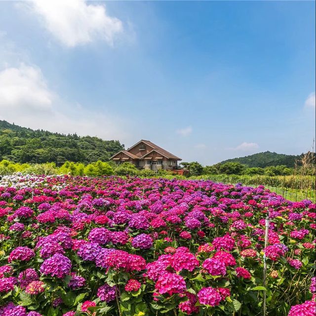 初夏台灣旅行必去的浪漫繡球花田