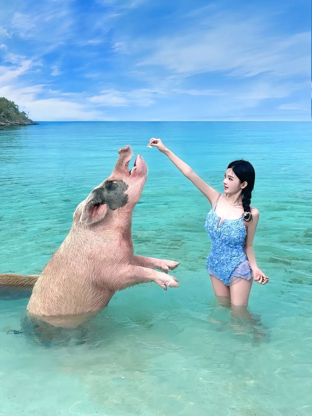 巴哈馬日記｜仲未同小豬一齊游水嘅你