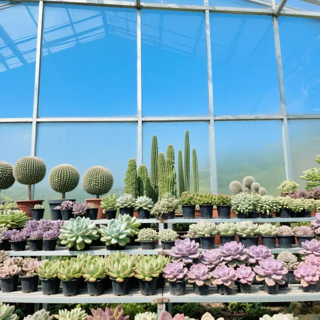 Xiamen Botanical Garden is literally a real-life fairy tale secret realm!!