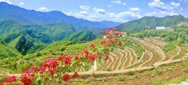 葦子水村古梯田