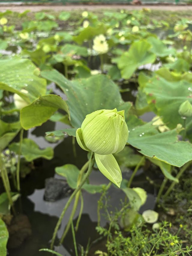 煙雨圓明園：江南韻與歷史愁