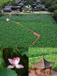 荷花🪷係夏日必不可少嘅一環