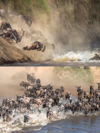 Tips for Avoiding Pitfalls When Watching the Great Migration in Africa