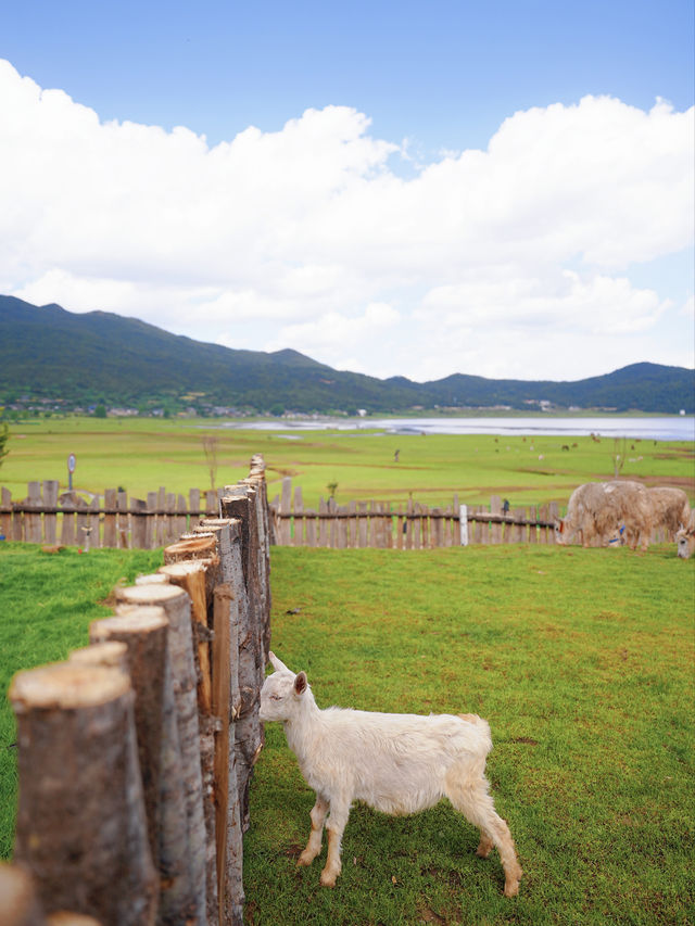 住進麗江文海，自由呼吸自然裡每一口新鮮空氣