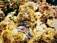 Beneath the Azure: Snorkeling & Marine Life at Koh Tao's Tanote Bay