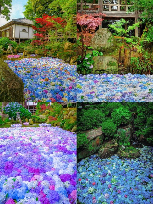 茨城：花海與自然的奇幻之旅