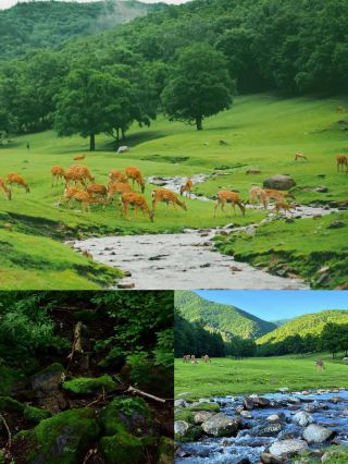 No need to go to Xinjiang—the North has its own Altay too!