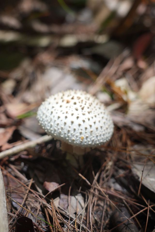西雙版納拾菌指南