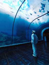 28℃避暑天堂！舟山長喬海洋館2日1夜全攻略
