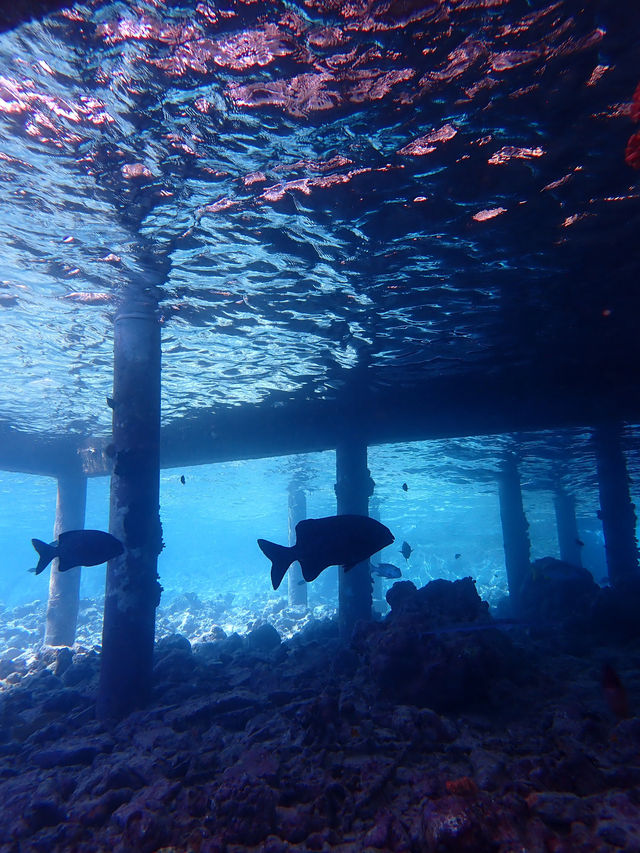 Returning to Paradise: A Love Letter to the Island