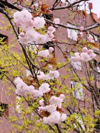 東京|隅田公園|櫻名所百選|江戶風雅的河畔花見