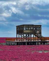 闖入「世界紅色海岸線」秋日童話
