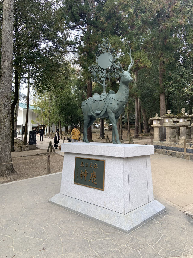 奈良宇治古都慢活之旅🌸  