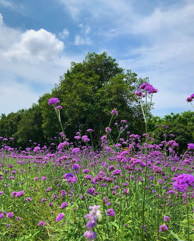 格桑花，高原的生命禮讚