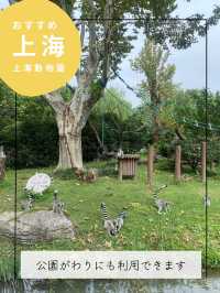 【上海動物園】パンダに会える動物園🐼