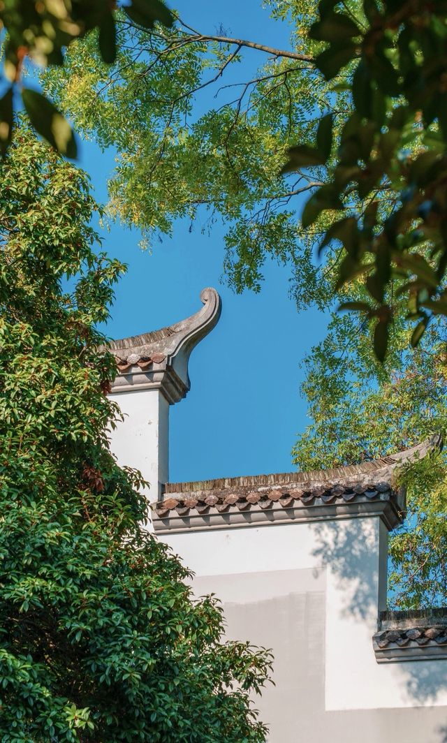 漫步湖大，邂逅金桂之美