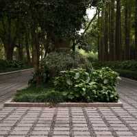 Day Walk in Fuxing Park, Shanghai 🌞