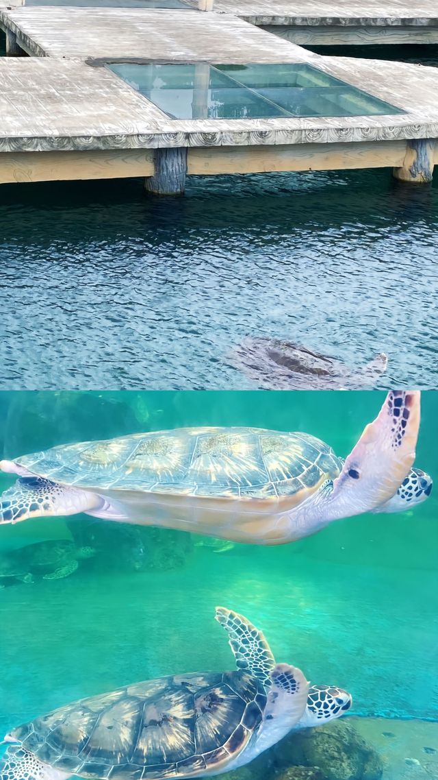 億萬年的海龜故事
