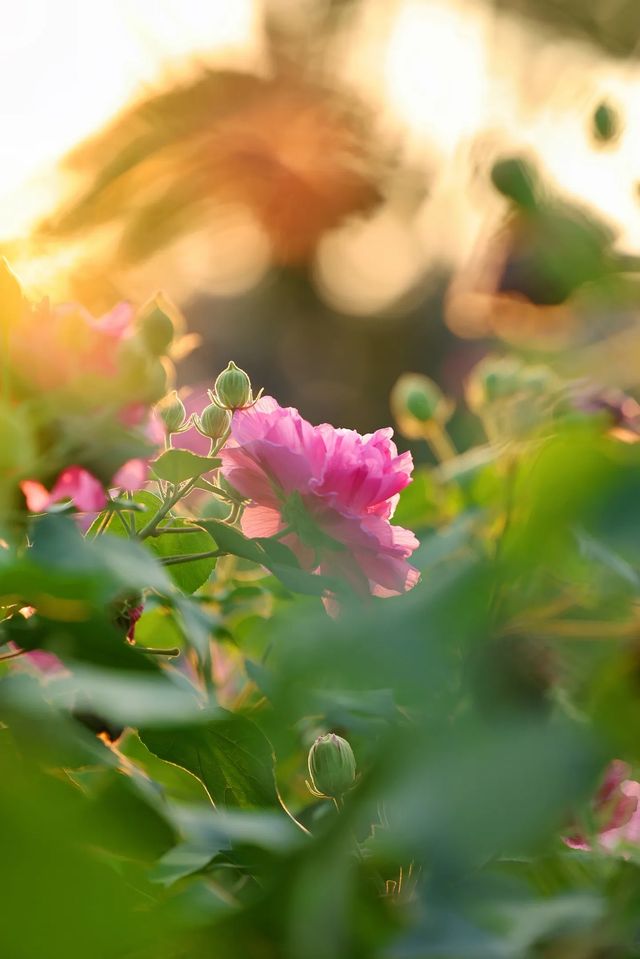 驚艷！木芙蓉盛放時，美到心醉