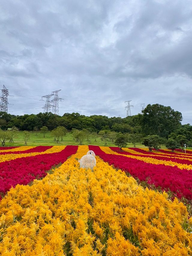 廈門降溫了！海滄這片鳳尾雞冠花海正盛放，闖入油畫般的秋日溫柔