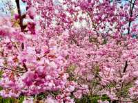 🌸 武陵農場櫻花季｜一場春天限定的粉紅盛宴