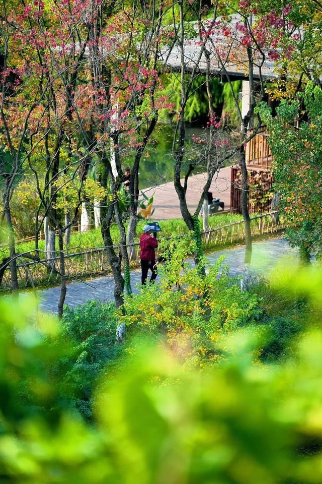 宜昌深秋限定！運河公園美成調色盤，帶娃住這超省心