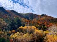 層林盡染,秋日塞壩罕