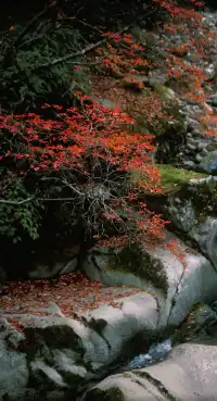 10月下旬西安周邊賞秋推薦:一定要去光霧山