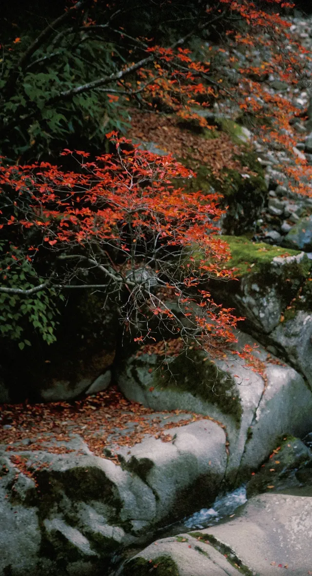 10月下旬西安周邊賞秋推薦:一定要去光霧山 10月下旬西安周邊賞秋推薦:一定要去光霧山