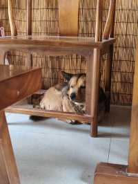 阿姨很熱情!房子也好!下次去的話還會再去找阿姨哒! 小狗(多多)也很可愛哦!