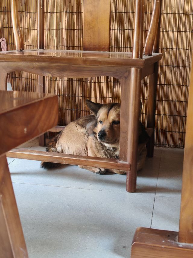 阿姨很熱情!房子也好!下次去的話還會再去找阿姨哒! 小狗(多多)也很可愛哦! 阿姨很熱情!房子也好!下次去的話還會再去找阿姨哒! 小狗(多多)也很可愛哦!