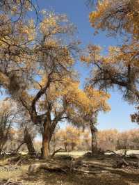 新疆胡楊林秘境解鎖