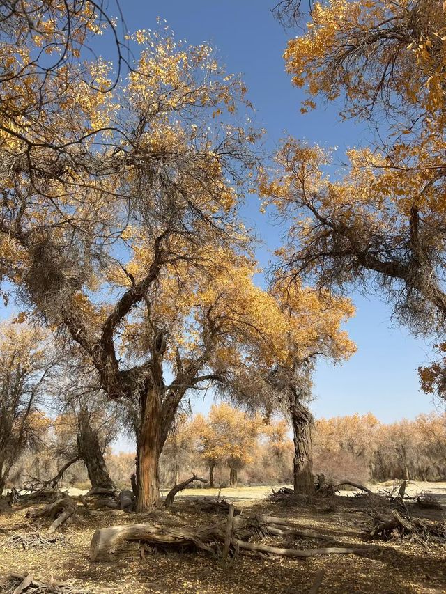 新疆胡楊林秘境解鎖 新疆胡楊林秘境解鎖