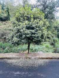 賞桂花雨的小眾去處,人少、安靜、景美!
