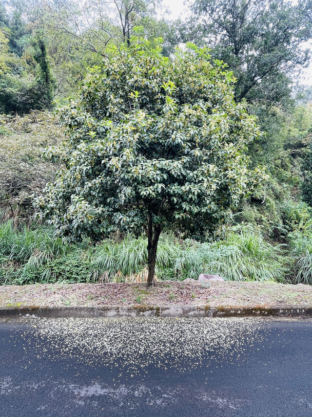 賞桂花雨的小眾去處,人少、安靜、景美! 賞桂花雨的小眾去處,人少、安靜、景美!