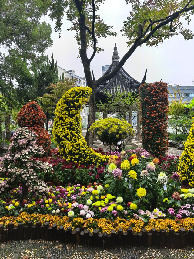 曲水園的菊花展已經幫你們看過了 曲水園的菊花展已經幫你們看過了
