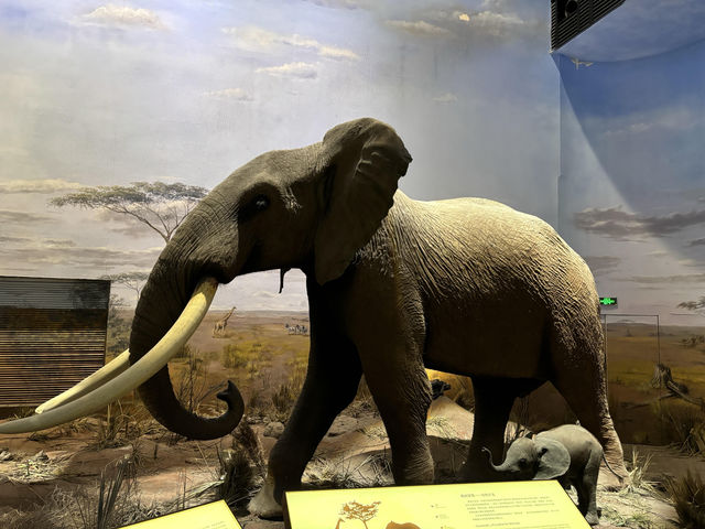 【上海自然博物館·萬物皆可見】超萌攻略來啦！