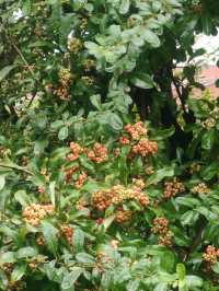 廣生泉菊展賞花攻略錯過等一年