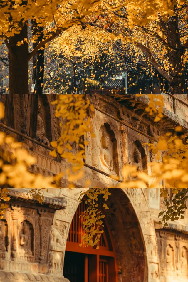 북평 가을 한정 오탑사 은행나무 황금빛, 반칙일 정도로 아름답다!
