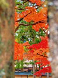 拈花一笑高野山